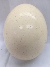 Ostrich egg collectable for sale  UK