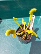 Venus fly trap for sale  KETTERING
