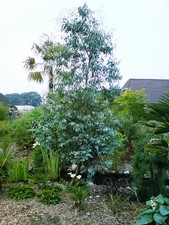 Eucalyptus gunnii eukalyptusba gebraucht kaufen  Dillingen a.d.Donau