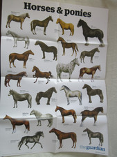 Guardian wallchart horses for sale  HASTINGS