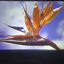 Art photography margaret for sale  West Hartford