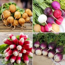 Radish seeds huge for sale  SALISBURY