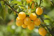 Graines prunus avium d'occasion  Sabres