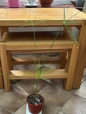 umbrella plant for sale  IPSWICH