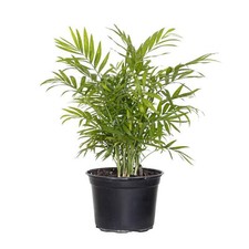 Neanthebella palm live for sale  Miami