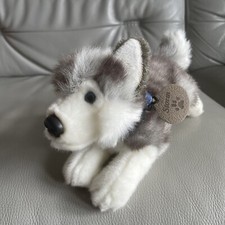 Storm siberian husky for sale  DERBY