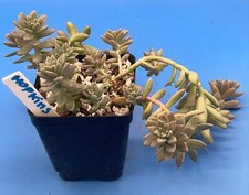 Sedum hopkins ships for sale  Jacksonville