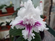 Streptocarpus raspberry stream for sale  MAIDENHEAD