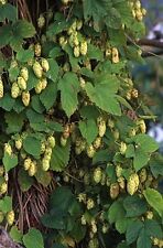 Humulus lupulus cascade for sale  Walterboro