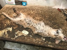 Nice bobcat skin for sale  Signal Mountain