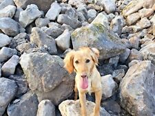Reclaimed sandstone rockery for sale  TAMWORTH