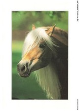 Aqfp14 1003 cheval d'occasion  France