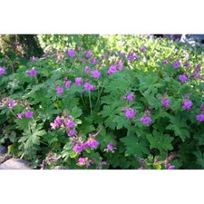 geranium gebraucht kaufen geranium gebraucht kaufen Münster