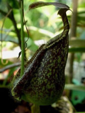 Nepenthes rafflesiana colore usato  Italia