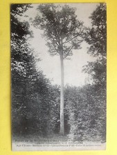 Old postcard forest d'occasion  Expédié en Belgium