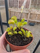 Dionea muscipula venus for sale  POULTON-LE-FYLDE