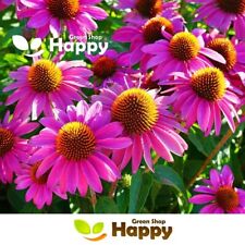 Purple coneflower 200 for sale  DONCASTER
