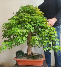 Bonsai esemplare acero usato  San Pancrazio Salentino