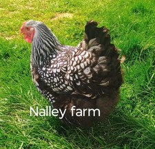 Silver laced wyandotte for sale  Nashville