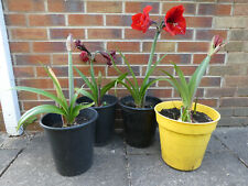 Amaryllis red lion for sale  WALSALL