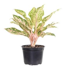 Aglaonema sparkling sarah for sale  Houston