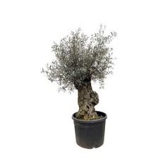 Livenbaum lea europaea gebraucht kaufen  Düsseldorf