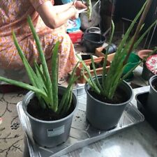 Aloe vera money for sale  BURNLEY