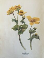 Antique marsh marigold for sale  TORRINGTON