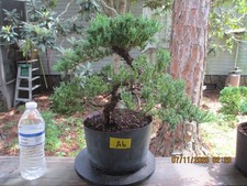 Specimen bonsai tree for sale  Gainesville