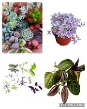 Live mystery houseplant for sale  Michigan City