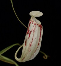 Nepenthes glabrata gunung for sale  Redwood City