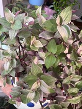 Rooted callisia repens for sale Rooted callisia repens for sale  DARWEN