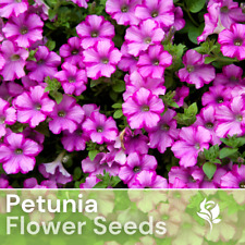 1000 plum angel for sale  Meridian