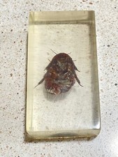 taxidermy bugs for sale taxidermy bugs for sale Virginia Beach