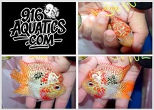 2.8 inch golden for sale  USA