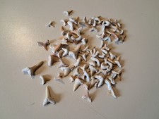 Lot fossiles dents d'occasion  Lorient