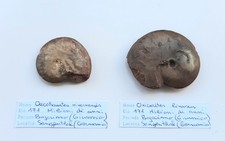 Rare ammoniti fossili usato  Minerbio