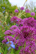 X allium bulbs for sale  ROCHESTER