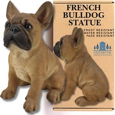 French bulldog frenchie for sale French bulldog frenchie for sale  HALSTEAD