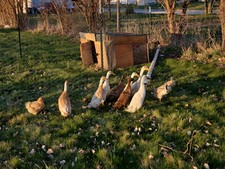 Fertile runner duck for sale  Indianapolis