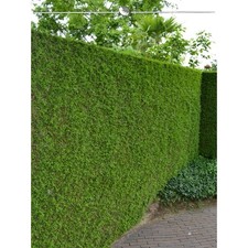Lebensbaum thuja brabant gebraucht kaufen  Deutschland