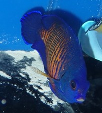 coral beauty angelfish for sale coral beauty angelfish for sale Homestead
