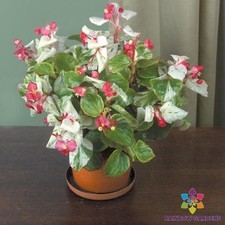 Calla lily begonia for sale  Spring City