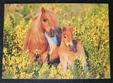 mini shetland pony gebraucht kaufen mini shetland pony gebraucht kaufen Sondershausen