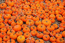 Zucca halloween gigante usato  Italia