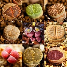 1200 rare mix d'occasion  Expédié en Belgium