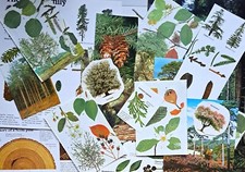 Trees leafs ephemera for sale  HINCKLEY