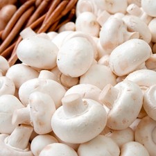 White button mushrooms for sale White button mushrooms for sale  CAMBRIDGE