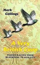 British coop pigeon for sale  UK