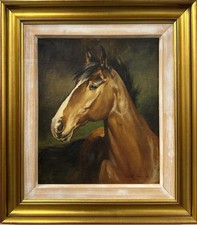 Matt grogan horse for sale  HASSOCKS